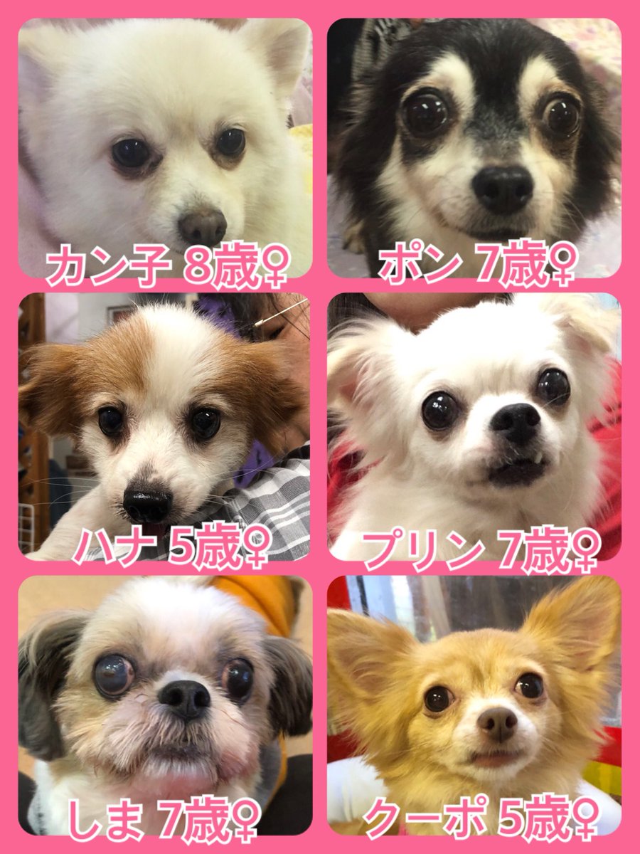 🐾今日の里親様募集中ワンコ🐶メンバーです🐾2019,9,22